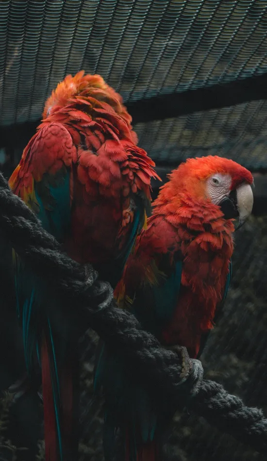 thumb for Parrots Rope Couple Wallpaper