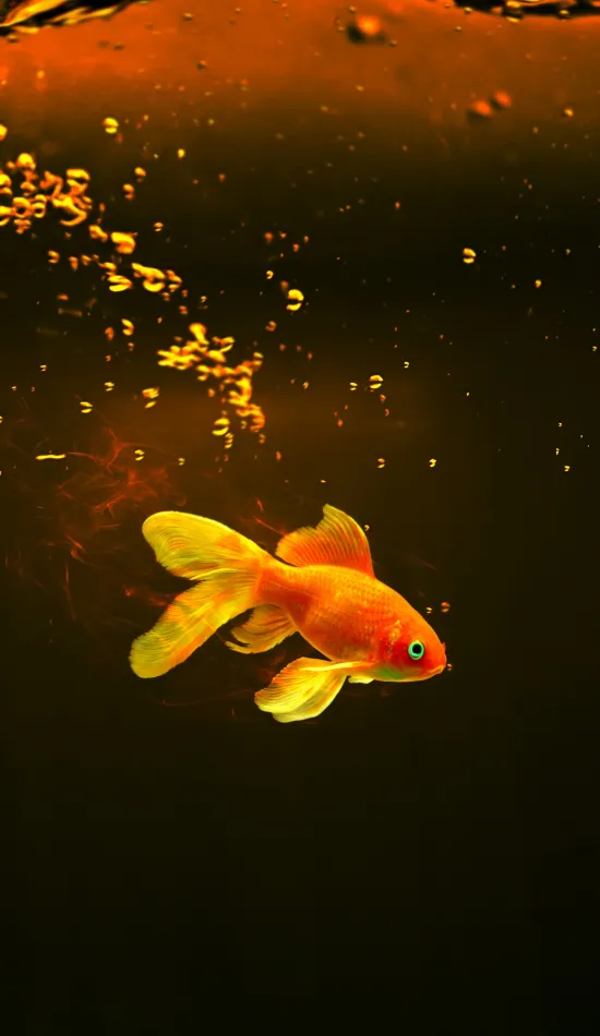 thumb for Gold Fish Wallpaper