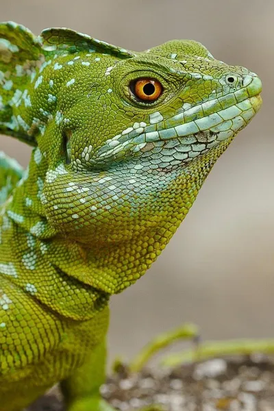 green plumed basilisk wallpaper