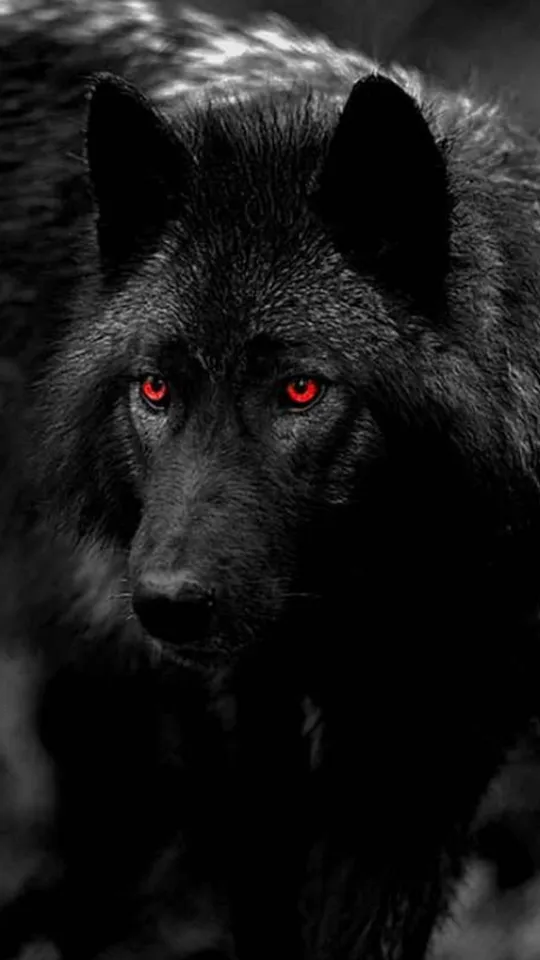 black wolf iphone wallpaper