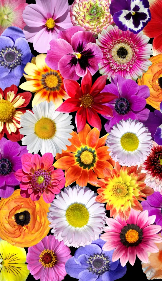thumb for Colorful Flower Wallpaper