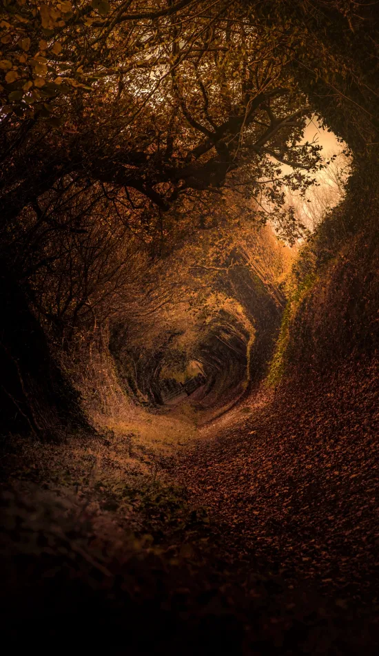 forest tunnel wallpaper