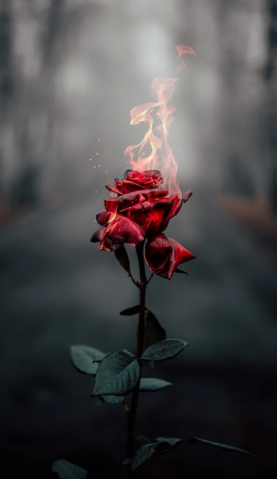 burning rose wallpaper