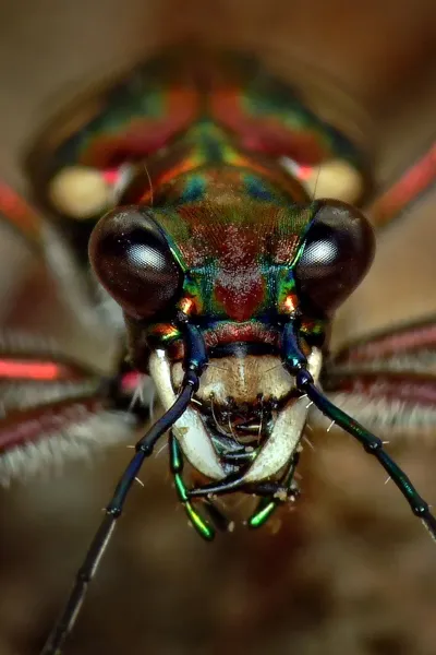 tiger beetle insect wallpaper