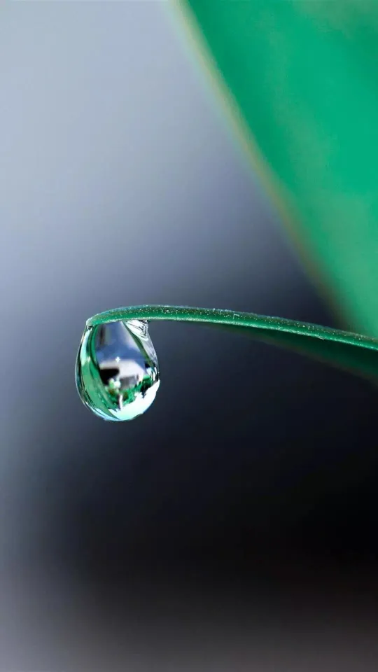 water droplet at tip of green leaf wallpaper