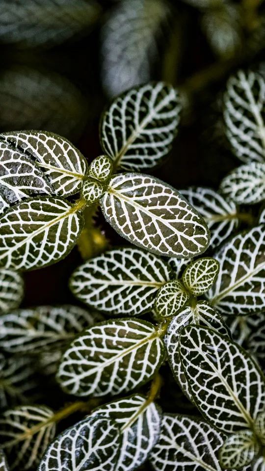 fittonia plants wallpaper