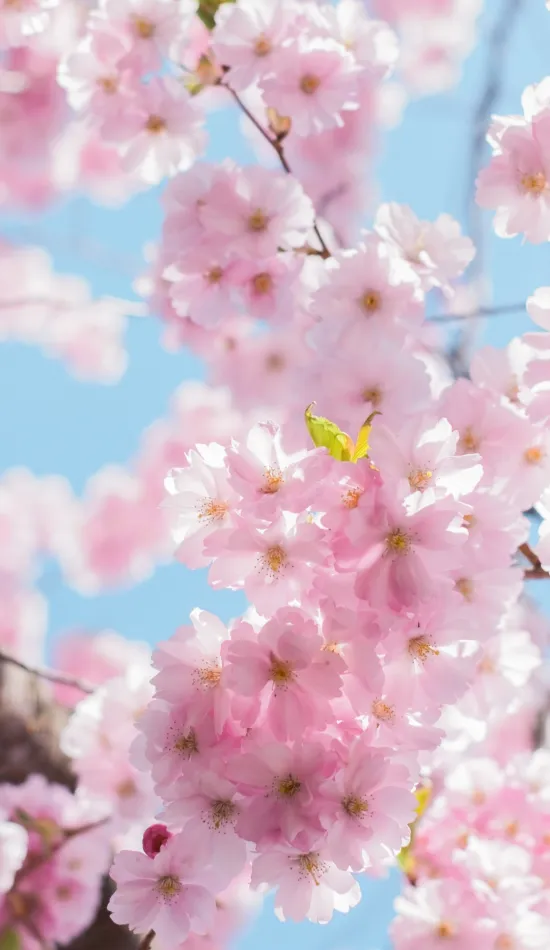 thumb for Sakura Cherry Blossom Wallpaper