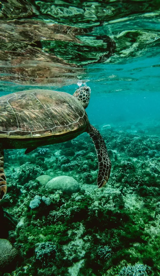 turtle sea water animal wallpaper