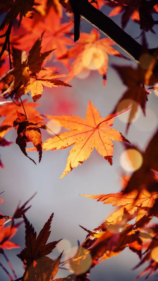 thumb for Autumn Fall Leaves 2022 Wallpaper