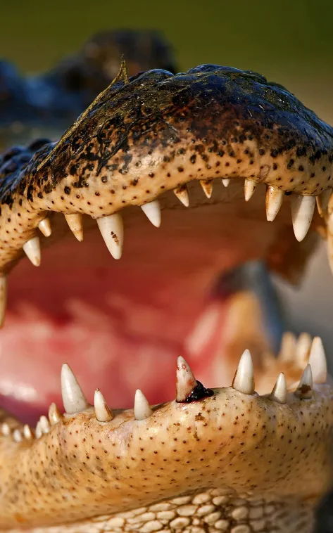 thumb for American Alligator Teeth Wallpaper