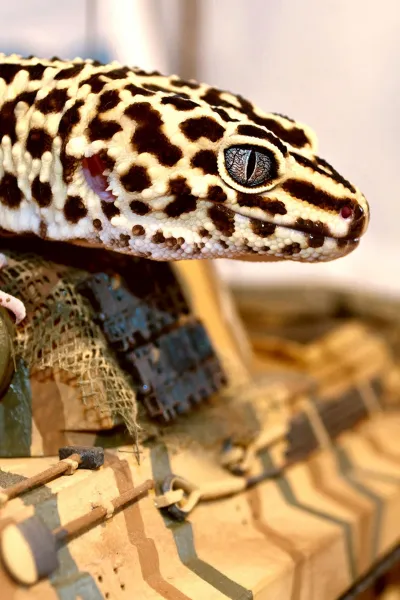 thumb for Spotted Lizard Wallpaper
