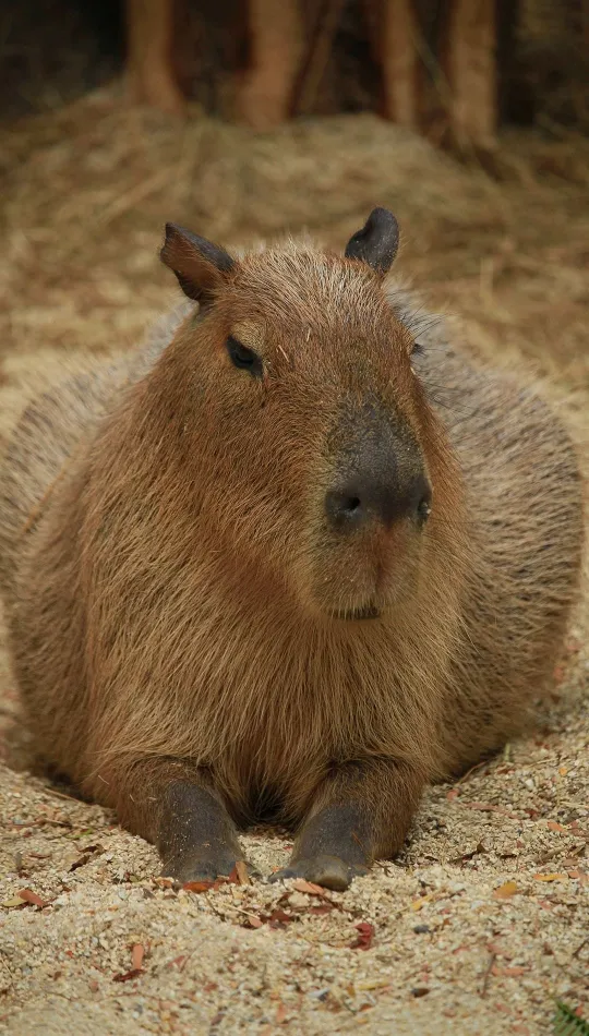thumb for Capybara Image For Wallpaper