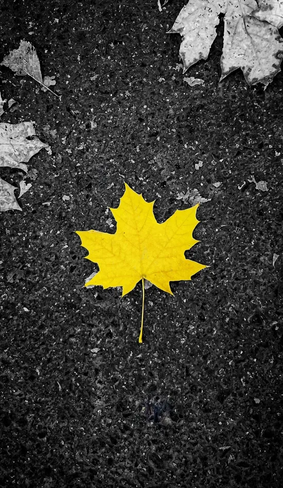 thumb for Yellow Leaf Wallpaper