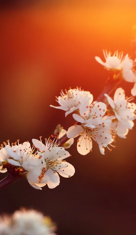 purdown blossom flowers wallpaper