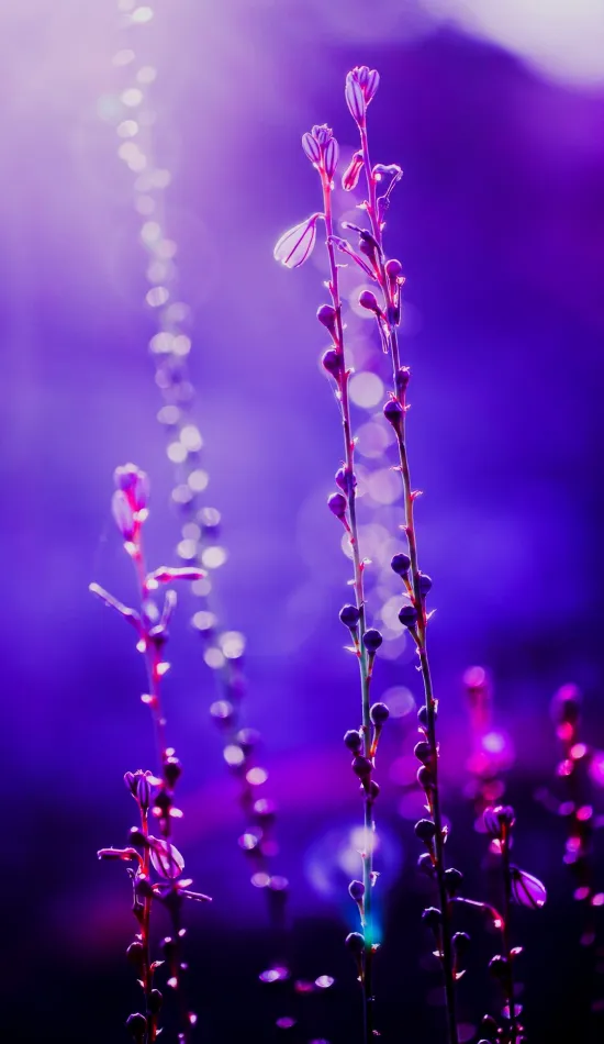 purple beautiful little wild flowers wallpaper