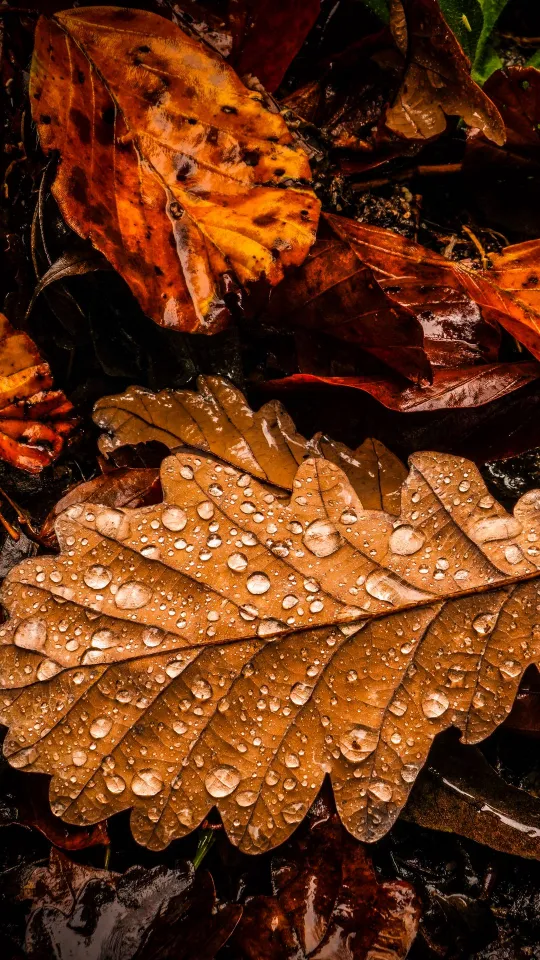 brown leaves drops water wallpaper