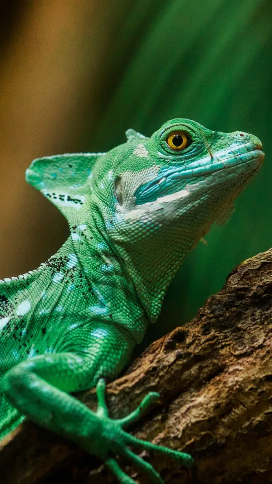 lizard reptile wallpaper