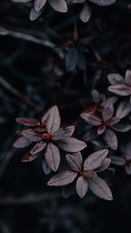 leaves plant dark wallpaper