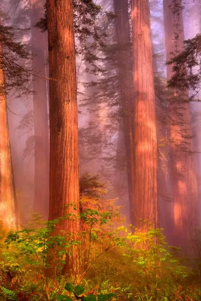 misty redwood forest wallpaper