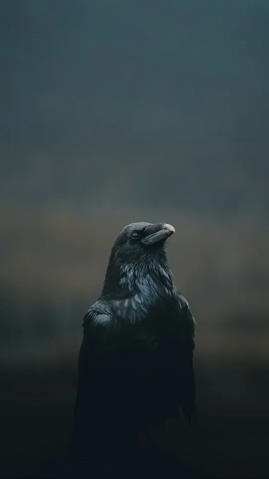 thumb for Crow Bird Wallpaper