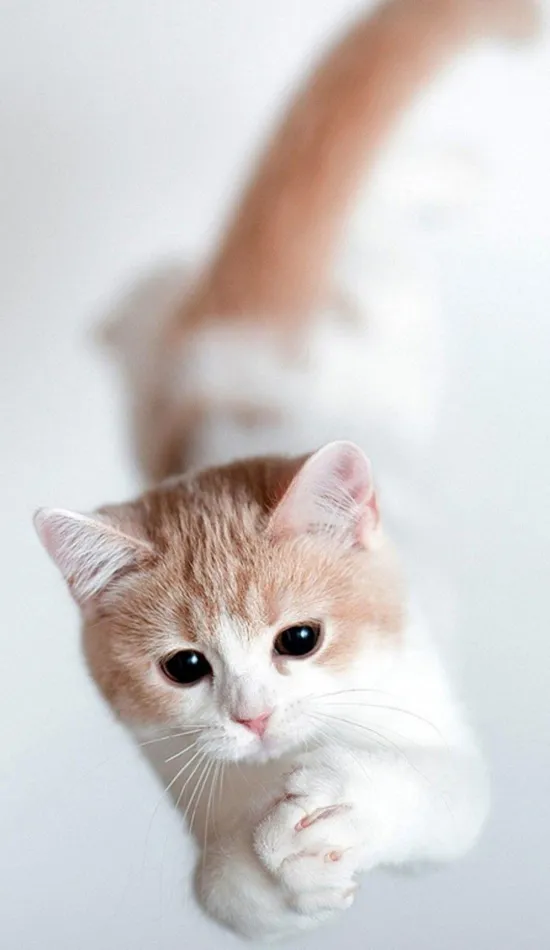 thumb for Cute Cat Mobile Wallpaper
