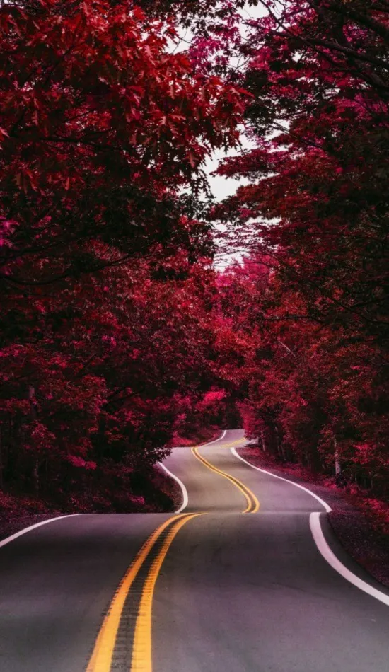 forest highway wallpaper