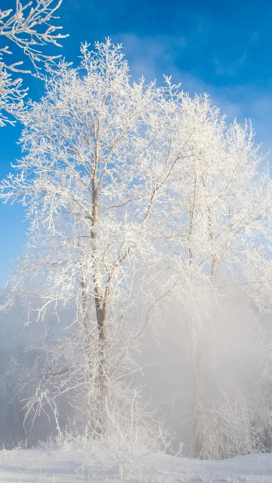 winter snow tree wallpaper