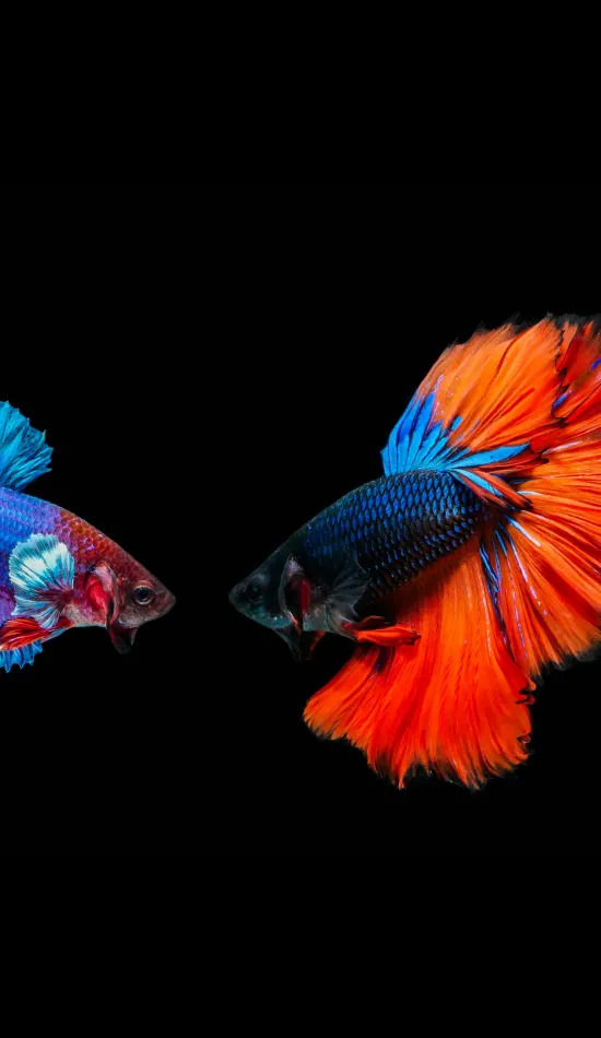 thumb for Colorful Betta Fish Wallpaper