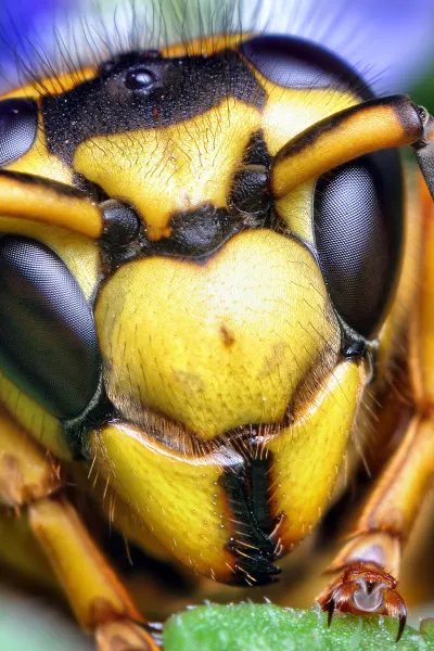 thumb for Southern Yellowjacket Queen Face Insect Wallpaper