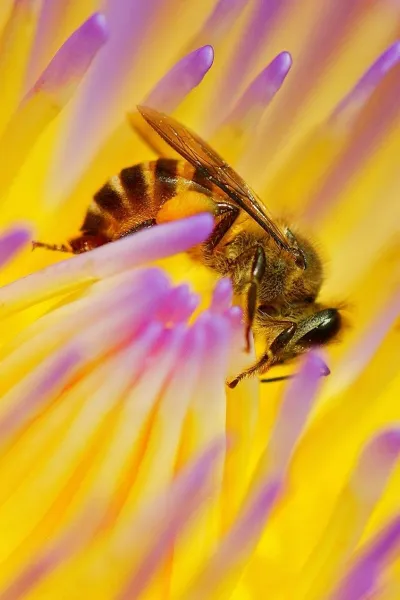 western honey bee insect wallpaper