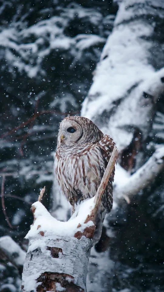 owl bird snow winter wallpaper