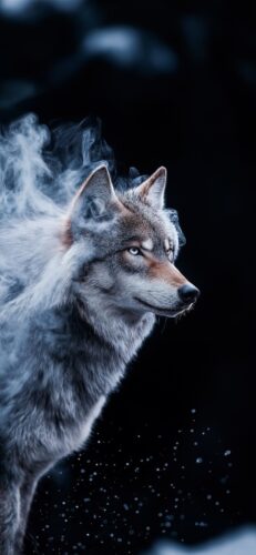 Cool Wolf Wallpaper