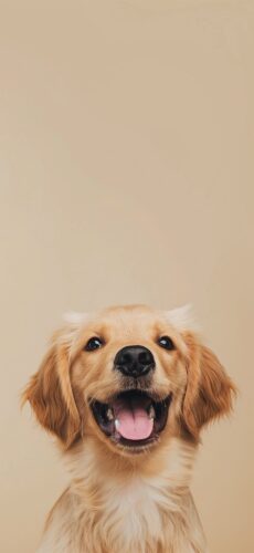 Dog Wallpaper
