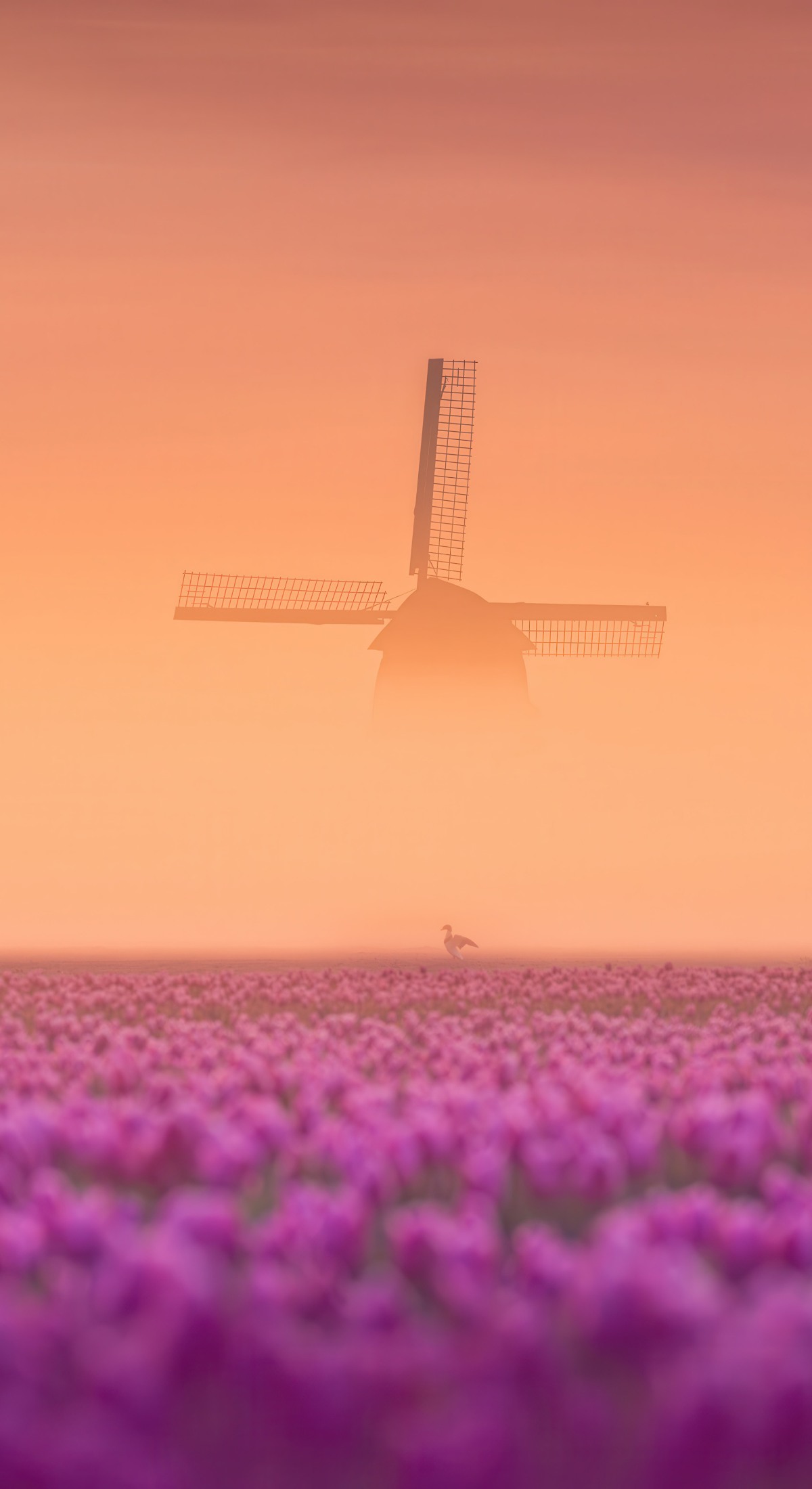 nature Netherlands Wallpaper